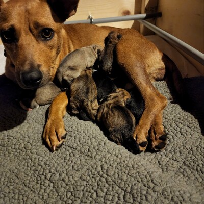 Our pregnant mom from a kill shelter , she had 9 healthy pups!!