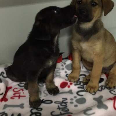 2 parvo pups we pulled from a high kill shelter to save.