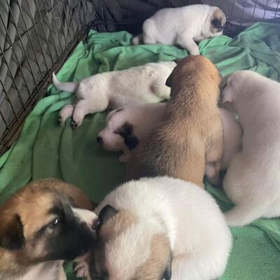 Incoming .  7 puppies found in a box with no mom.   Being bottle fed.