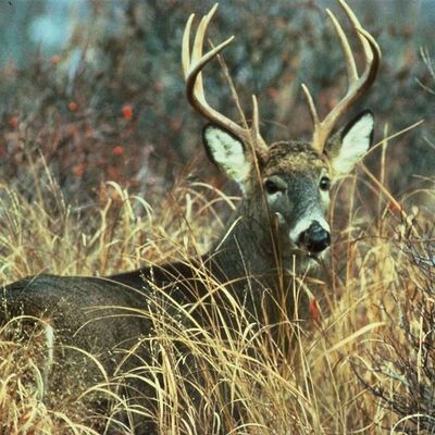 An average-sized deer can provide about 200 servings of lean, high-protein venison for the hungry.