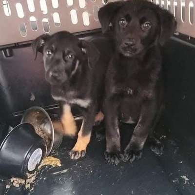 3 parvo pups that we took in from shelter.   All were saved and recovered.