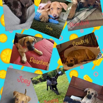 Litter of pups that were found on the streets.  All adopted and living great lives!!