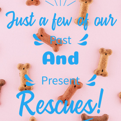 We have MANY MORE rescues waiting for their forever home! Please visit our website and our Facebook!