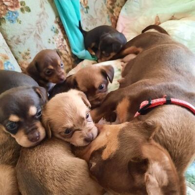 Doxie and her pups.   She was found under a house with her pups.  All adopted and living great lives