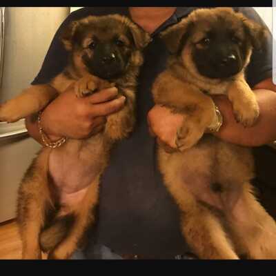Pups that were surrendered to us.