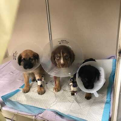 Matty, Rosie and Mikki.     These 3 pups spent 8 days in the ER clinic in State College, PA .